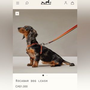 Hermes — dog collar & dog leash SET 🐶 🍊